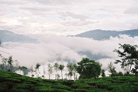 Teeanbau in Nilgiri