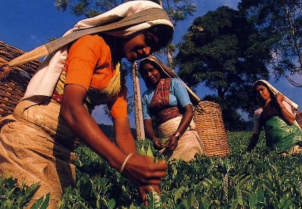 Teeanbau in Sri Lanka