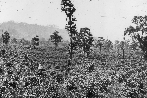 Plantagenansicht von 1923
