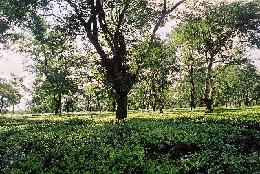 Soongachi Tea Estate